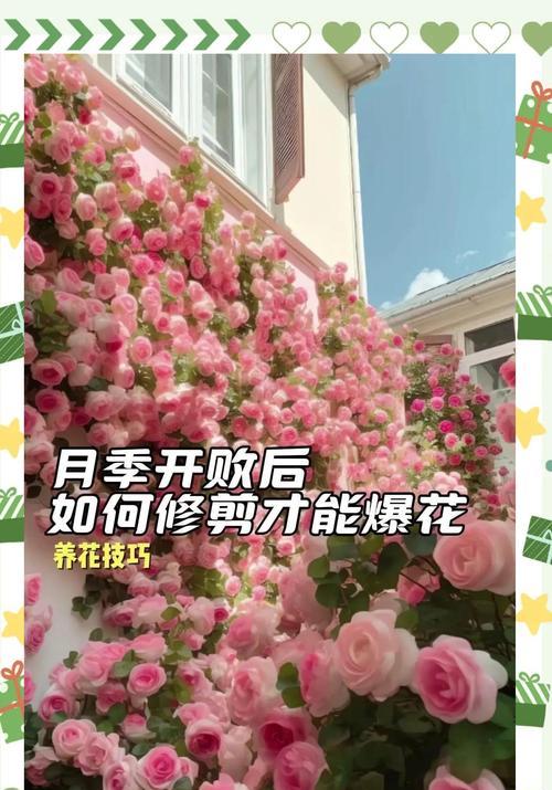 月季修剪的最佳时机和方法是什么？