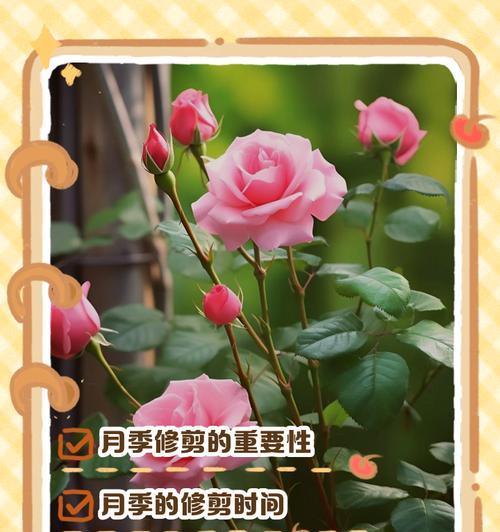 月季修剪的最佳时机和方法是什么？