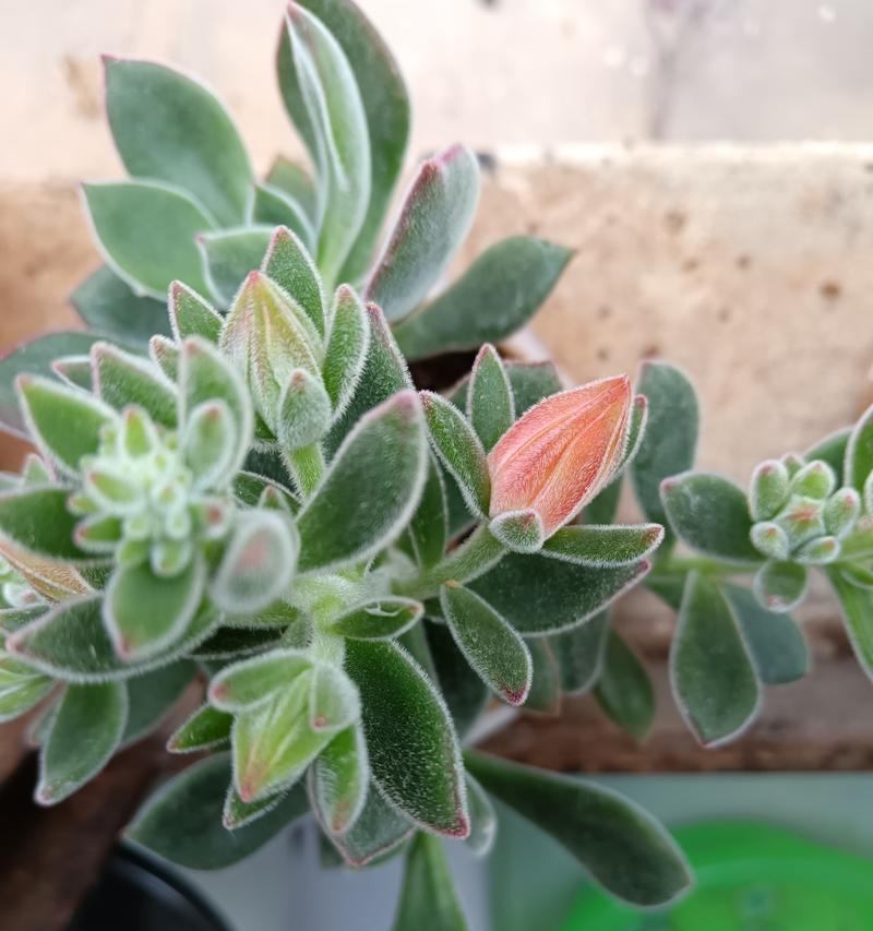 锦晃星植物适宜的土壤类型是什么？