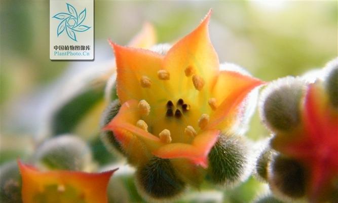 锦晃星植物适宜的土壤类型是什么？