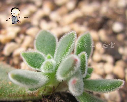 锦晃星植物适宜的土壤类型是什么？