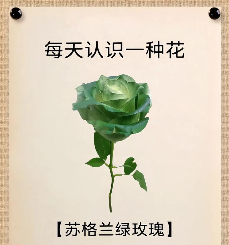 鸳鸯茉莉不开花是什么原因？