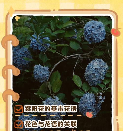 水培三角梅的正确方法是什么？水培后如何维护？