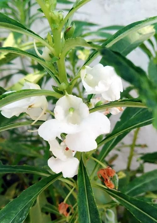 凤仙花因何而著名？它的特点和用途是什么？