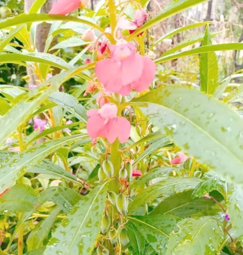 凤仙花因何而著名？它的特点和用途是什么？