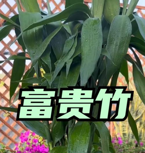 富贵竹的浇水频率是多少？如何避免根部腐烂？