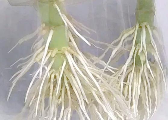 富贵竹的浇水频率是多少？如何避免根部腐烂？