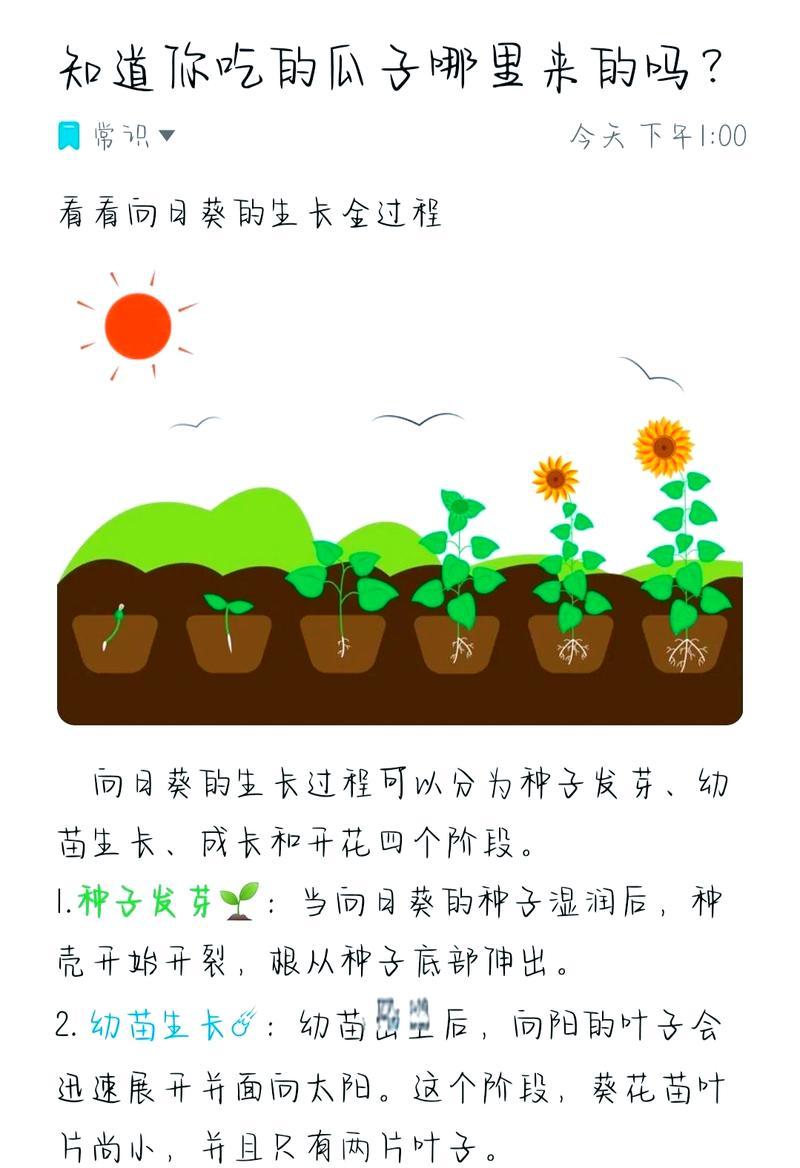 向日葵播种的正确步骤是什么？