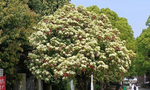 冬季种植哪些树种最为适宜？