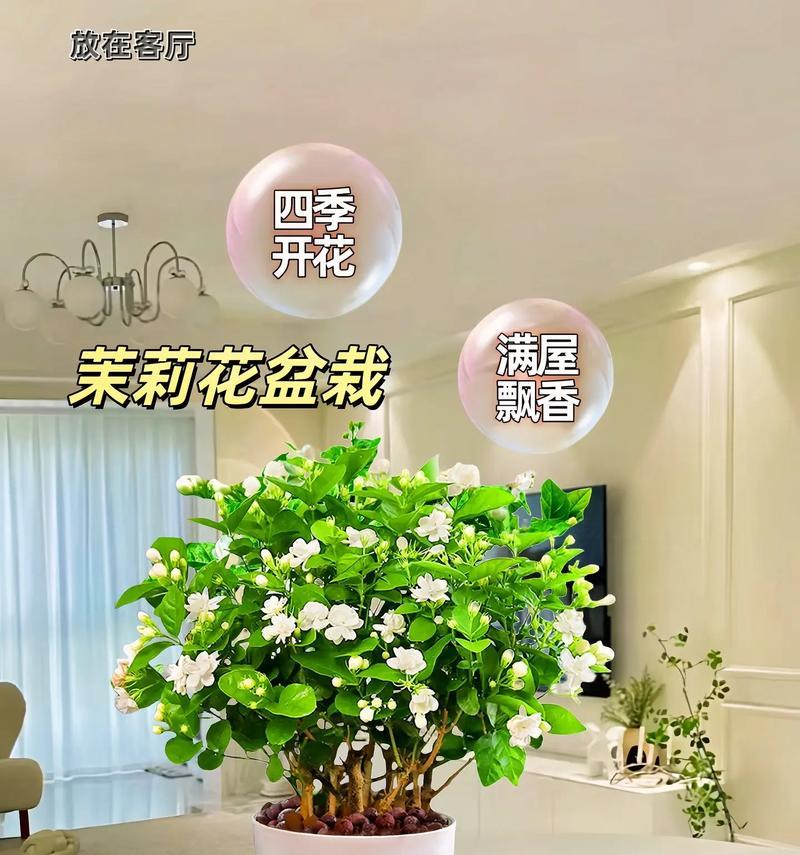 茉莉花种子的培养技巧是什么？