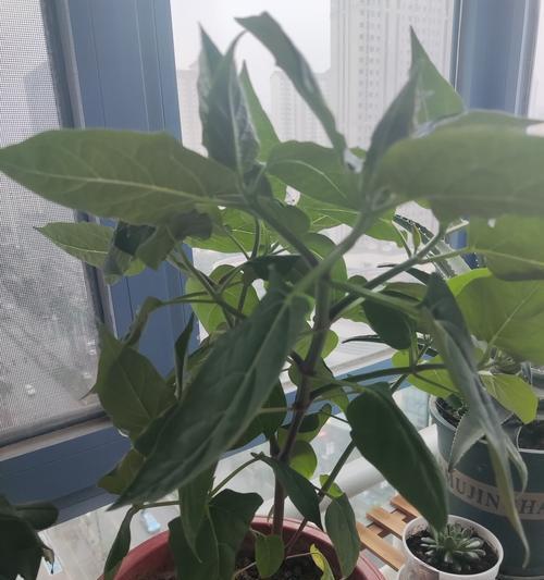 茉莉花种子的培养技巧是什么？