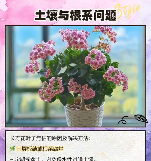 长寿花叶子脱落的原因是什么？如何防止叶子掉落？