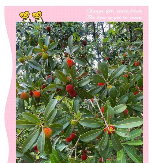 杨梅子种植步骤是什么？需要注意什么？