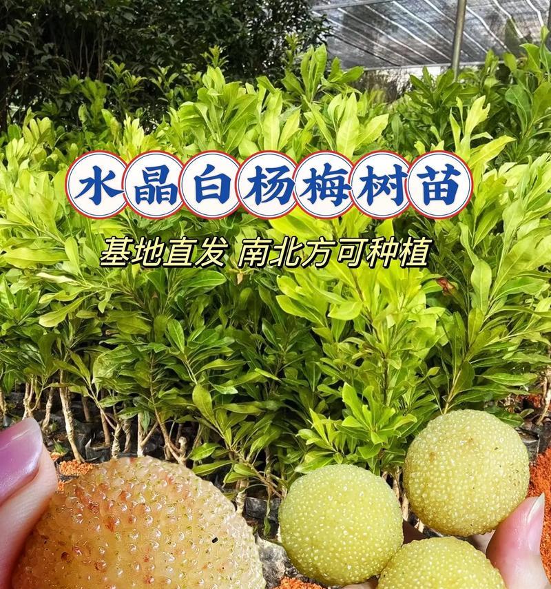 杨梅子种植步骤是什么？需要注意什么？