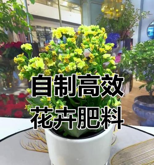 盆栽施磷肥的正确方法是什么？