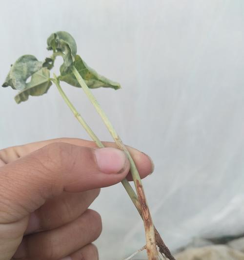 倒挂金钟虫害的识别与防治方法？