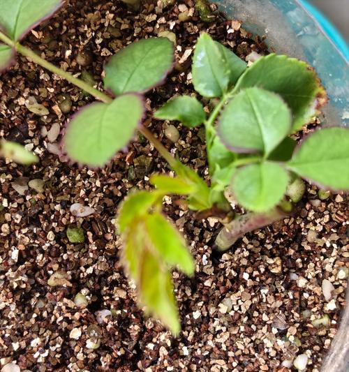 花怎么移植才能保证成活率？