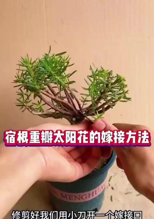 花怎么移植才能保证成活率？