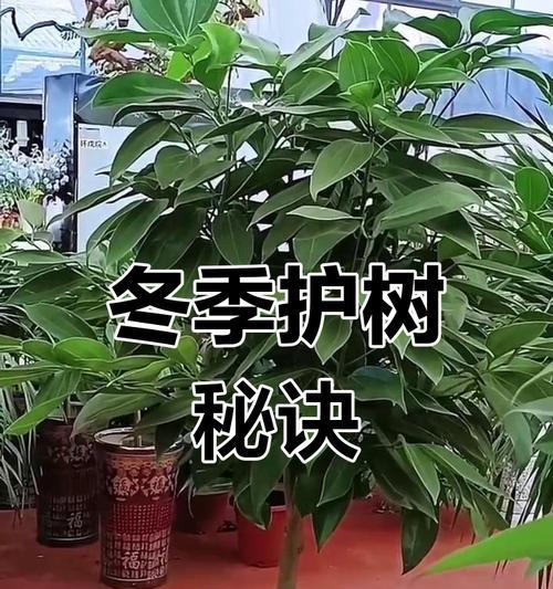 平安树修剪的正确方法是什么？修剪平安树需要注意什么？