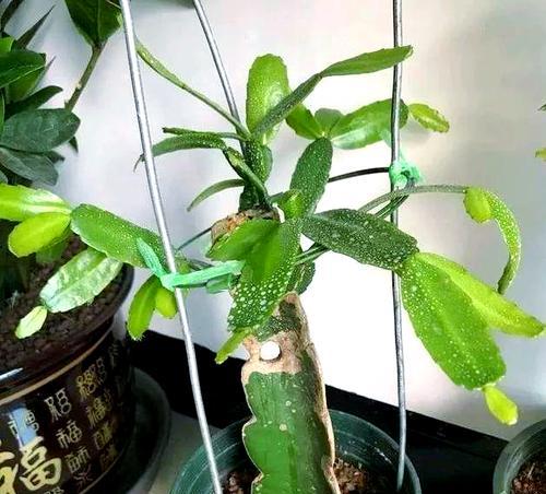 盆栽移栽需要注意什么？如何让盆栽移栽后生长更好？