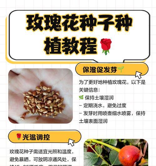 玫瑰花培植的正确步骤是什么？
