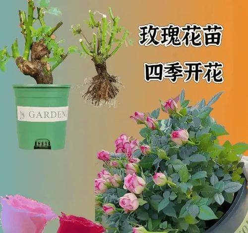 玫瑰花培植的正确步骤是什么？