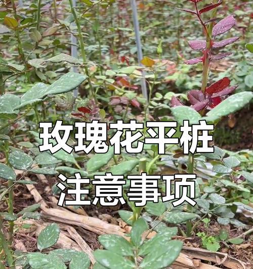 玫瑰花培植的正确步骤是什么？