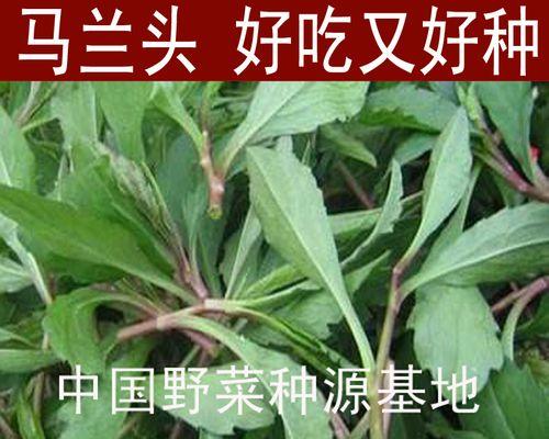马兰头种植的步骤和管理要点是什么？