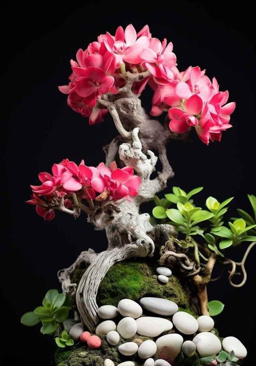 花开富贵盆栽养护技巧有哪些？