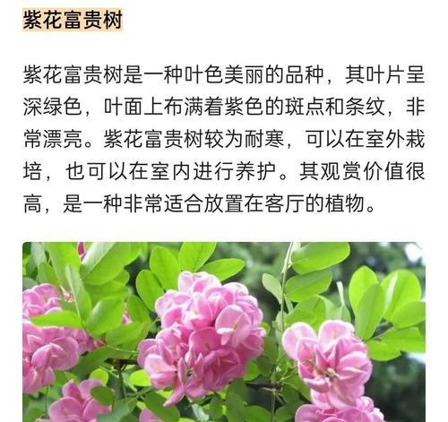 花开富贵盆栽养护技巧有哪些？