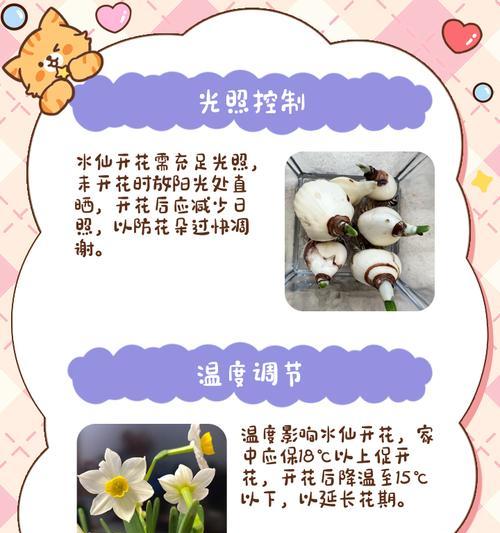 花仙子怎么养？家庭养护技巧有哪些？