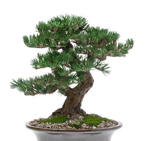 红豆杉树种植需要注意什么？