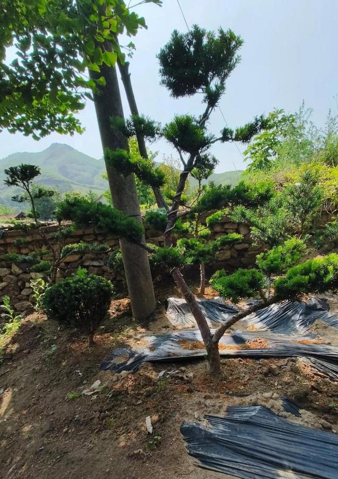 红豆杉树种植需要注意什么？
