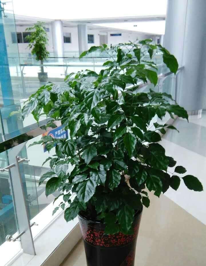 平安树受冻后的急救措施是什么？