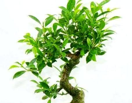 榕树盆景养护需要注意什么？如何避免常见问题？