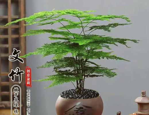 土竹子的养殖技巧和常见问题？
