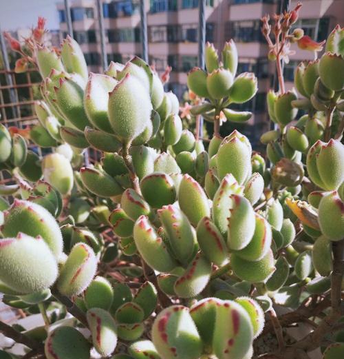 熊童子的养殖要点是什么？