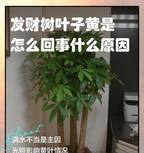 发财树叶子蔫了怎么办？如何快速恢复其生机？