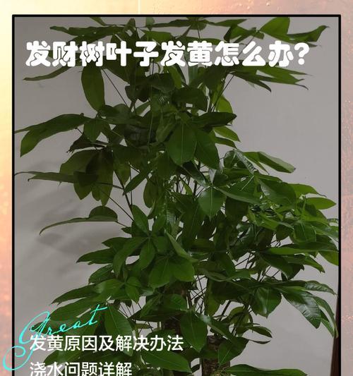 发财树叶子蔫了怎么办？如何快速恢复其生机？