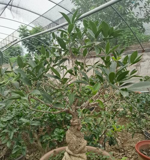 月桂树的养殖环境要求是什么？