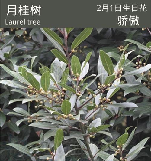 月桂树的养殖环境要求是什么？