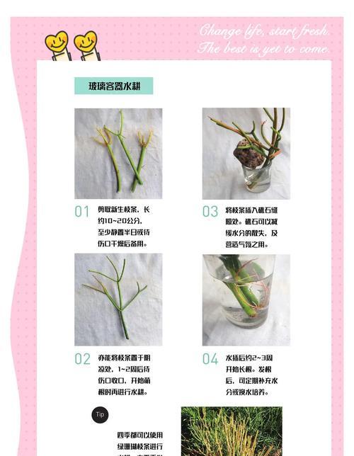 水培植物的正确养护方法是什么？