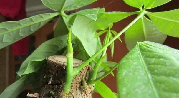 发财树种植方法是什么？发财树叶子发黄怎么办？