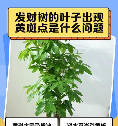 发财树种植方法是什么？发财树叶子发黄怎么办？