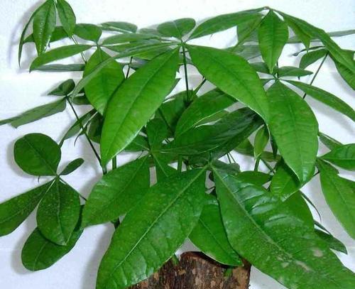 发财树种植方法是什么？发财树叶子发黄怎么办？