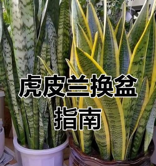 虎皮兰浇水的正确频率和技巧是什么？
