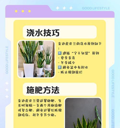 虎皮兰浇水的正确频率和技巧是什么？