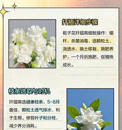 栀子树怎么修剪？栀子树的修剪技巧和步骤是什么？