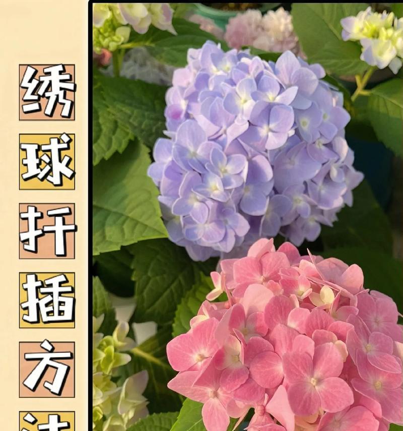 哪些花可以扦插繁殖？扦插繁殖的正确方法是什么？