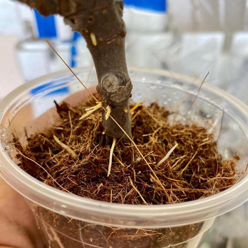 无花果修剪的正确方法和时机是什么？